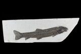 Notogoneus Fossil Fish (Scarce Species) - Wyoming #77881-1